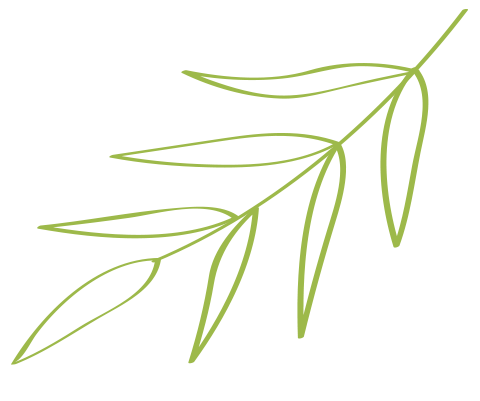 Саджанці фісташки Калі Гуччі