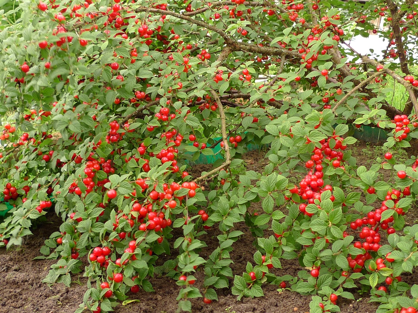 Заголовок