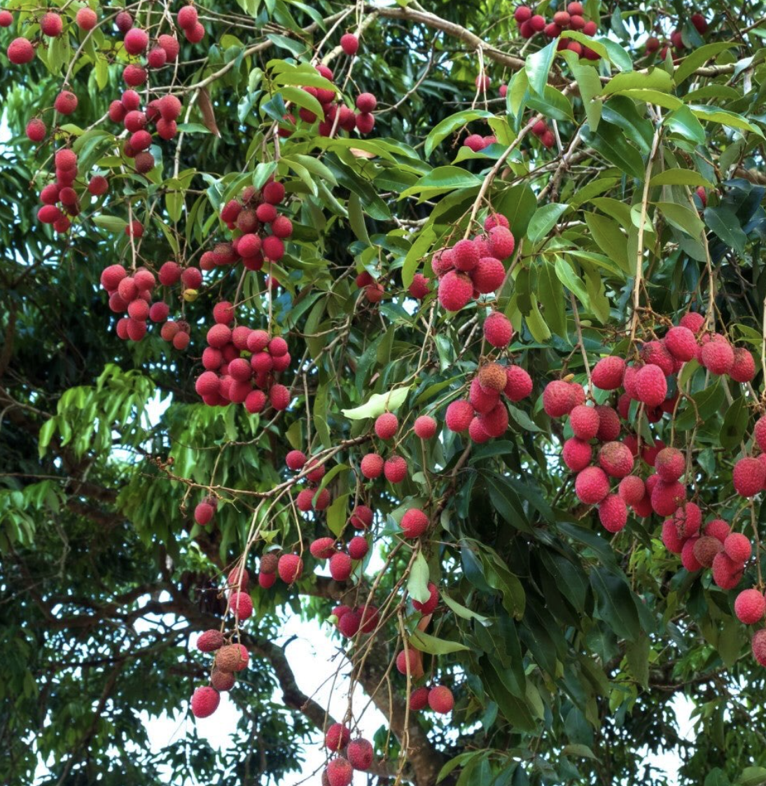 Портрет человека